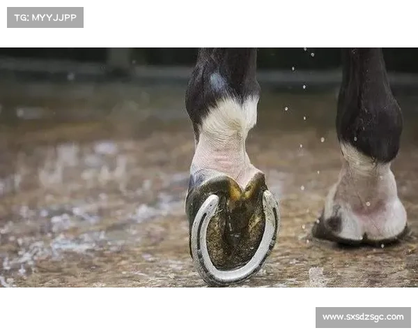 马脚趾结构揭秘:与其他动物的比较 马脚趾结构揭秘:与其他动物的比较